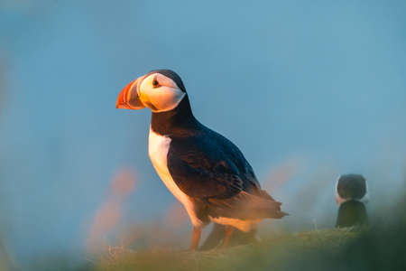 Atlantic puffin also know as common puffin is a species of seabird in the auk family. Iceland, Norway, Faroe Islands, Newfoundland and Labrador in Canada are known to be large colony of this puffin.の写真素材