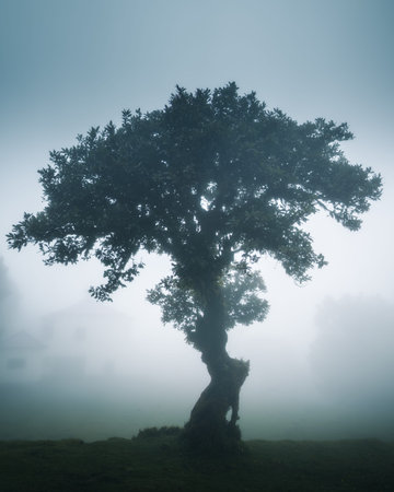Mysterious Fanal Forest is one of the main attractions on Madeira island mainly for photographers...