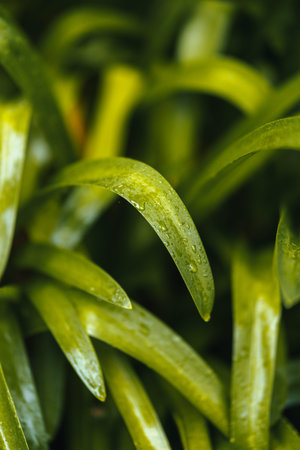 Moisturized leafs on a dark contrasty background. High quality photo