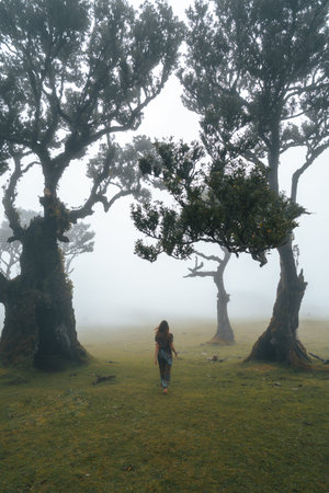 A mysterious Fanal forest in Madeira island Portugal. High quality photo