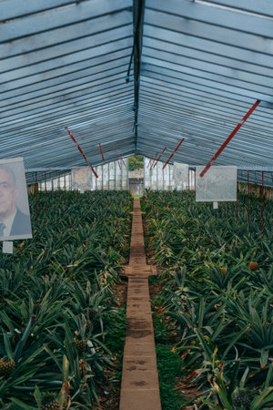 Pineapple Plantations in Azores. Discover lush fields cultivating delicious pineapples, a unique agricultural treasure amid the Azorean landscape. High quality photoの写真素材