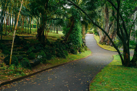 Jardim Botanico Antonio Borges. Tranquil botanical garden in Azores, Portugal, showcasing diverse plant species and serene natural beauty. High quality photoの写真素材