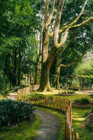 Parque Terra Nostra: A lush botanical garden in Azores, Portugal, where natures beauty flourishes, offering a tranquil oasis for relaxation and exploration. High quality photoの写真素材