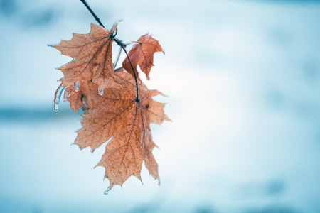 Yellow maple leaf. Autumn leaf fall. Freezing rain. Leaves and tree branches in ice.の写真素材