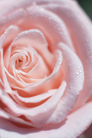 Beautiful rose flower with drops of dewの写真素材