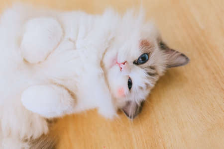 cute catの写真素材