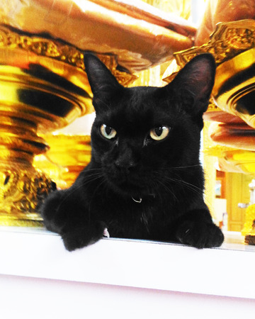 portrait of a cute black cat looking aheadの写真素材