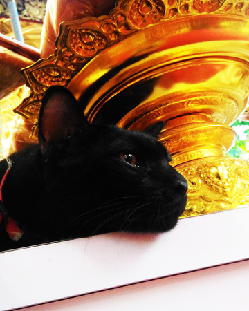 Lonely Black cat with yellow eyesの写真素材