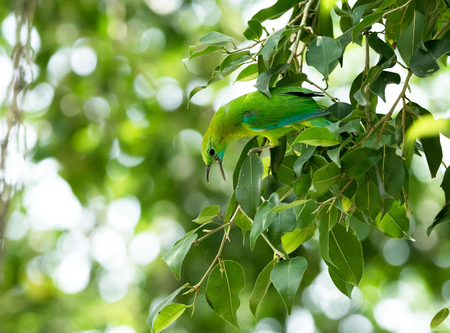 Green bird on a tree branch nature copy spaceの写真素材