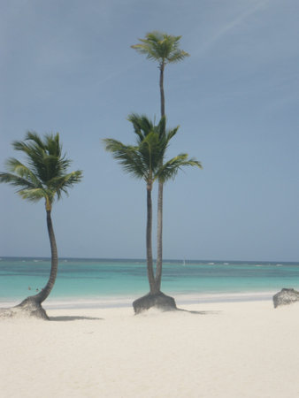 Palms on an empty beach with beautiful turquoise ocean and white sand beach.