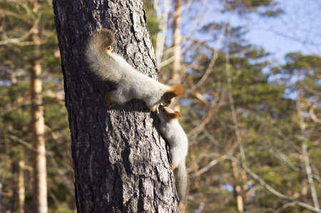 Squirrels kissingの写真素材