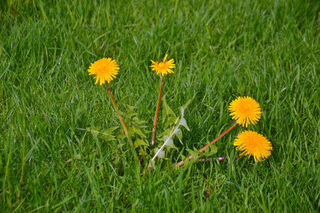 dandelions on the grassの写真素材
