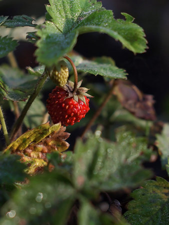 Fresh Red Strawberry With Dew In Early Autumn Morningの写真素材