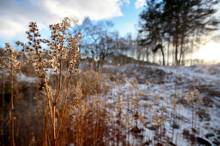 Dry Meadow Rue Over Blured Winter Rural Backgroundの写真素材