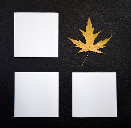 Maple Leaf and Three White Square Sheets of Paper on Black Leatherの写真素材