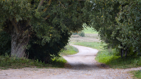 Coutry Winding Road Under Old Willowsの写真素材