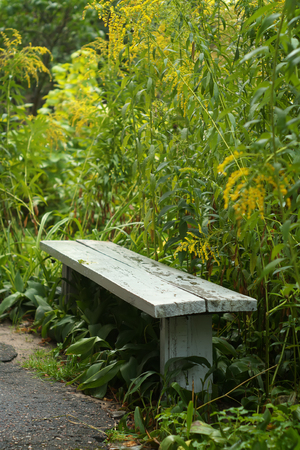 Old Grey Bench In A Lush Summer Gardenの写真素材