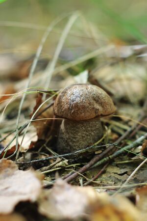 Little Birch Mushroom With Old Leaves And Pine Needles In The Autumn Sunの写真素材