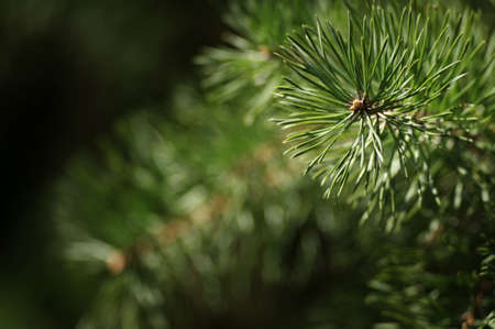 Pine Branch With Gossamers In Summerの写真素材