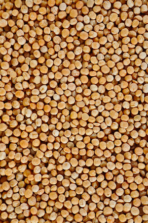 The texture of gold coarse dry peas verticalの写真素材