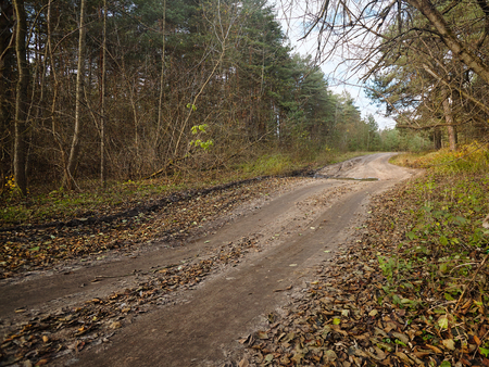 Country road through the autumn forestの写真素材