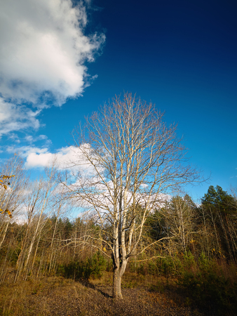 Lone poplar in the middle of autumn forestの写真素材
