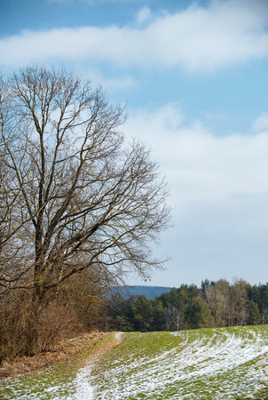 An old obsolete tree at the edge of the fieldの写真素材