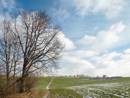 An old tree at the edge of the field near Grodno townの写真素材