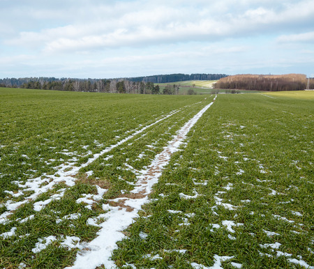 Field with winter crops in late winterの写真素材