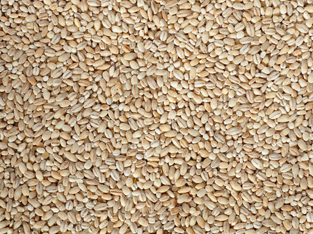 Dried pearled barley closeup flat food backgroundの写真素材