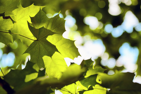 Shadow of maple leaf falls on another maple leaf on background of foliage and a blue sky with clouds...