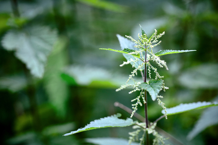 Detailed picture of the fresh and green stinging nettle. Focus on one plant sprout. Urtica dioica, often called common nettle or stinging nettle. Blurred out of focus background.の写真素材