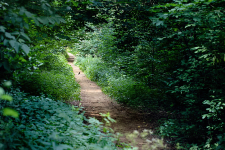 The common blackbird is a species of true thrush. It is also called Eurasian blackbird, or simply blackbird walks on path in deciduous summer forest in European city Grodno belarus.の写真素材