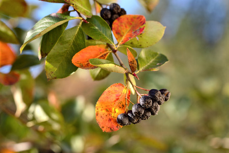 Branch of ripe chokeberry in the fall blurred background. Fruits of black rowan in environment of orange red green leaves in autumn close up with copy space.の写真素材