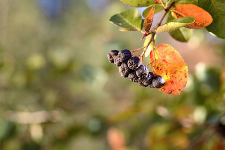 Branch of ripe chokeberry over fall blurred background. Fruits of black rowan in environment of orange red green leaves in autumn close up with copy space.の写真素材