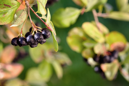 Branch of ripe chokeberry over fall blurred background. Fruits of black rowan in environment of orange green leaves in autumn close up with copy space.の写真素材