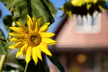 Ripe sunflower flower in bright summer sun on background of rural house out of focus and blue sky with copy space.の写真素材