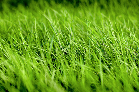 Green grass background texture. Background with bright juicy summer greens out of focus.の写真素材