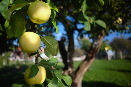 Three ripe green apples on a branch of winter sort of apple tree Imrus over rustic summer out of focus background with copy space.の写真素材