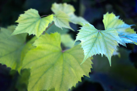 Beautiful smooth fresh green grape leaves in summer garden close-up with blured out of focus background.の写真素材