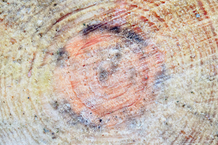 Cut down pine stump swollen by resin closeup macro background with copy space.の写真素材