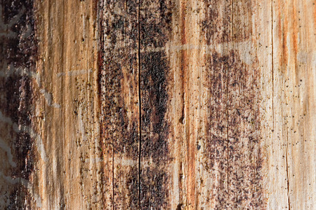Pine tree wood eroded in wormholes suffers from bark beetle infection selective focus close-up texture background with copy space.の写真素材