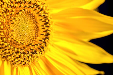 Sunflower flowers macro close up with pollen over black background as symbol or concept for production of vegetable oil and healthy vegetarian foodの写真素材