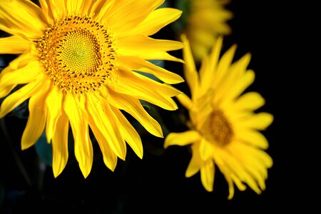 Sunflower flowers macro close up with pollen over black background as symbol or concept for production of vegetable oil and healthy vegetarian foodの写真素材