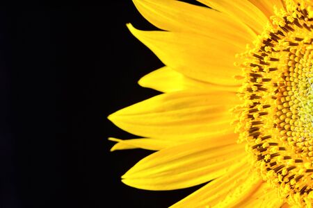 Sunflower flowers macro close up with pollen, over black background as symbol or concept for production of vegetable oil and healthy vegetarian food with copy space.の写真素材