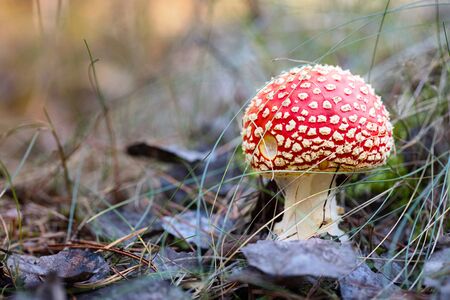 Fly agaric or amanita mushroom in the forest among pine needles and moss close upの写真素材