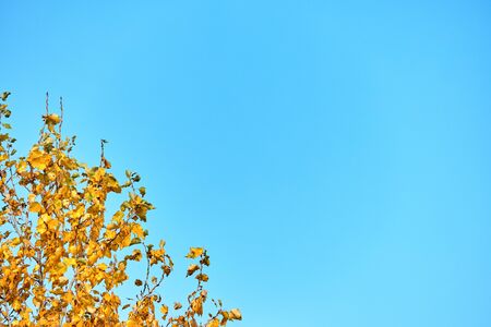 Bright coloured fall poplar leaves on sky background, fall harvest with copy spaceの写真素材