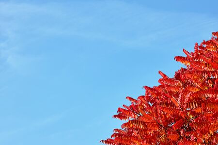 Branches of Staghorn Sumac or rhus typhina tree with varicolored red and orange leaves over blue sky with copy cpaceの写真素材