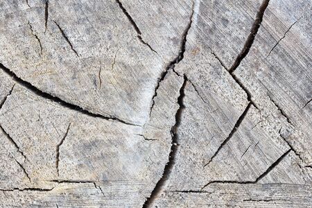 Texture of rough surface felled tree cracked weathered with annual rings. Concept of long life longevity aging. Background with copy space of gray stump wood.の写真素材