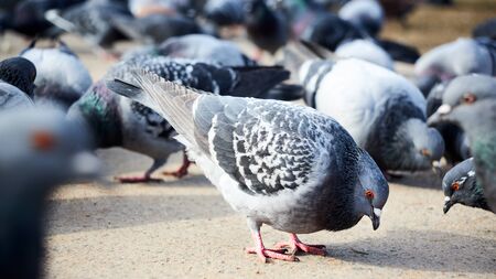 Flock of gray doves with orange eyes looking for food in street selective focus.